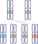 DNA